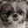 CraigWisnie profile picture as icon